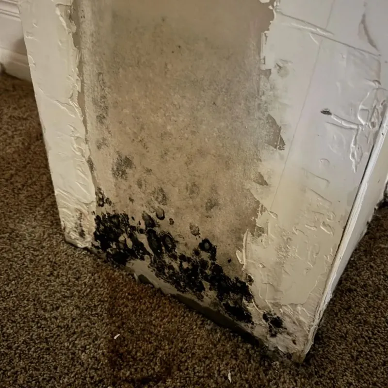 Professional Mold Removal in Napa County, CA
